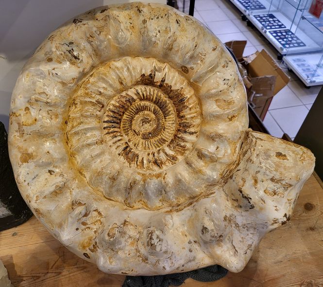 Hovedbilde Kjempeammonitt (Kranaosphinctes sp.)