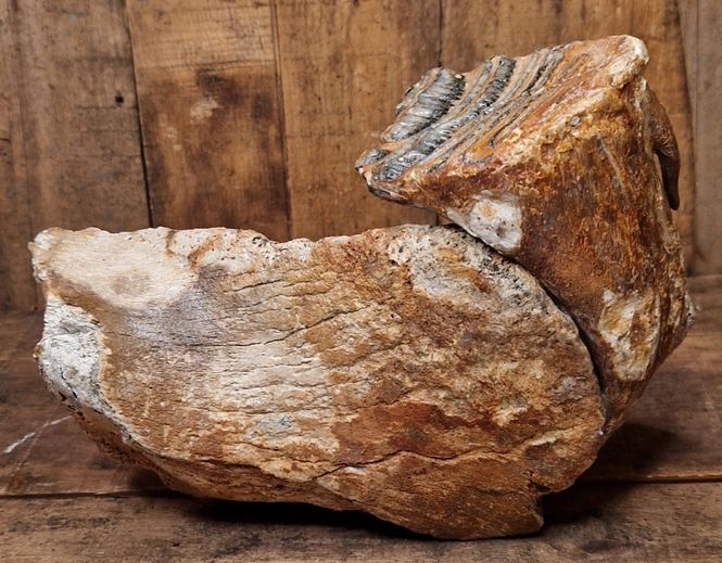 Hovedbilde Underkjeve med jeksel fra mammut (minst 40,000 år)