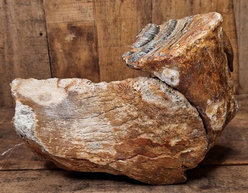 Underkjeve med jeksel fra mammut (minst 40,000 år)