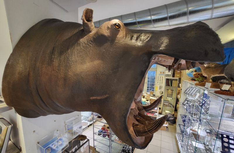 Flodhest (Hippopotamus amphibius), skuldermontering, CITES