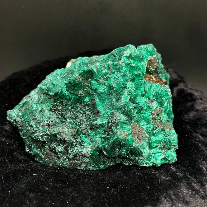 Hovedbilde Stor silkemalakitt fra D. R. Kongo