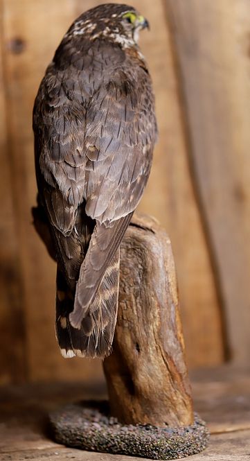 Hovedbilde Dvergfalk (Falco columbarius), utstoppet med CITES-eiersertifika