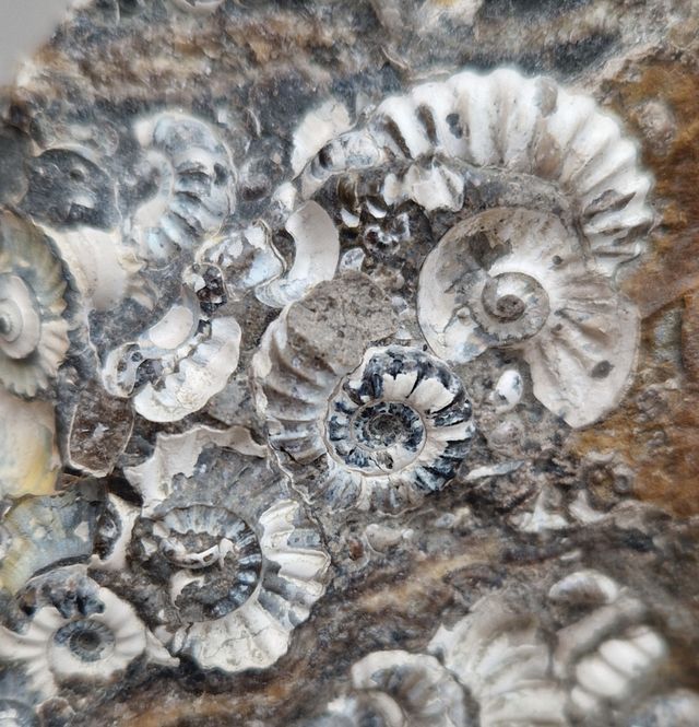 Hovedbilde Promicroceras sp. (ammonittplate)