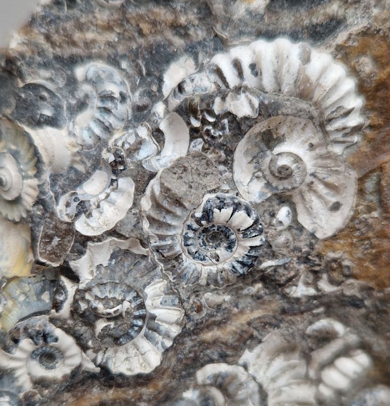 Promicroceras sp. (ammonittplate)