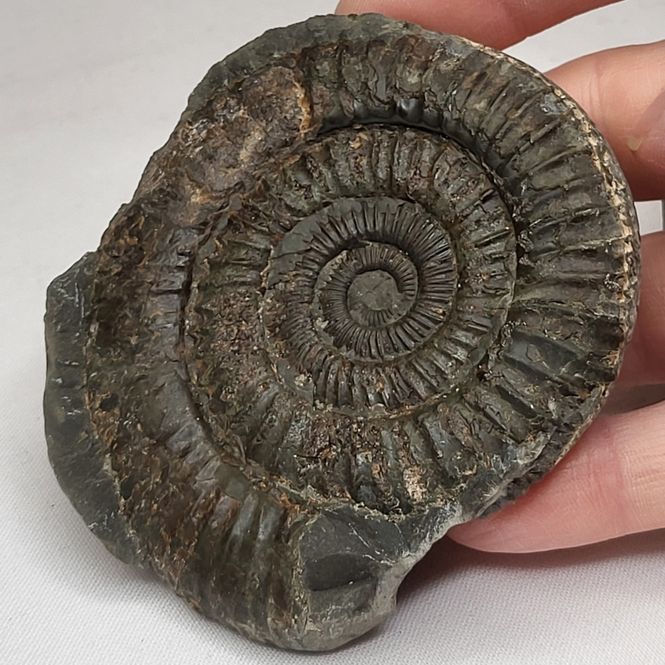 Hovedbilde Ammonitt (Dactylioceras sp.), delt nodul, Whitby, England