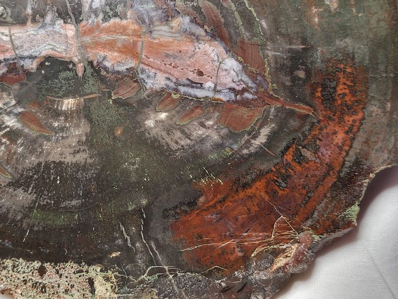 Skive av fossilt bartre (konifer) fra triasperioden