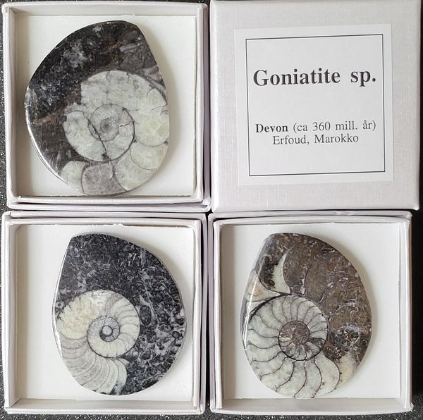 Hovedbilde Goniatitt, eske, fossilt blekksprutskall