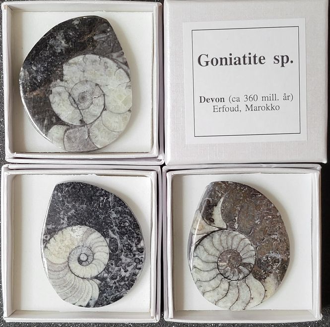 Hovedbilde Goniatitt, eske, fossilt blekksprutskall