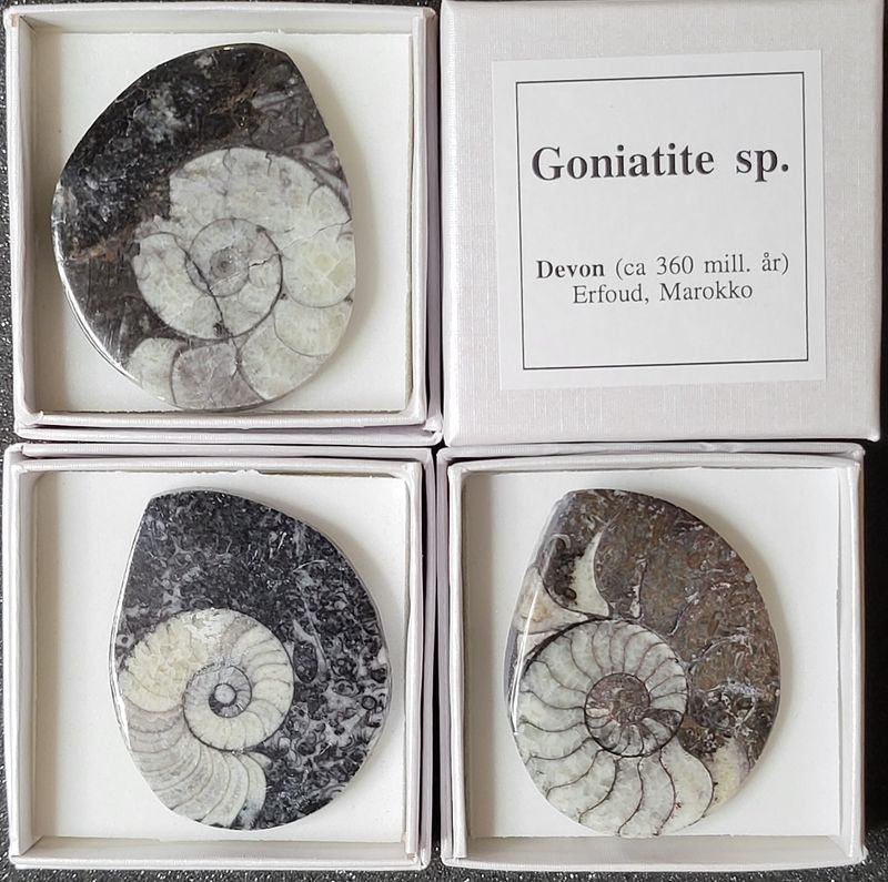 Goniatitt, eske, fossilt blekksprutskall