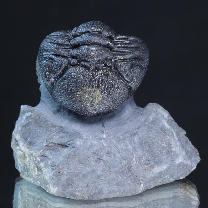 Hovedbilde Trilobitt (Morocops forteyi)