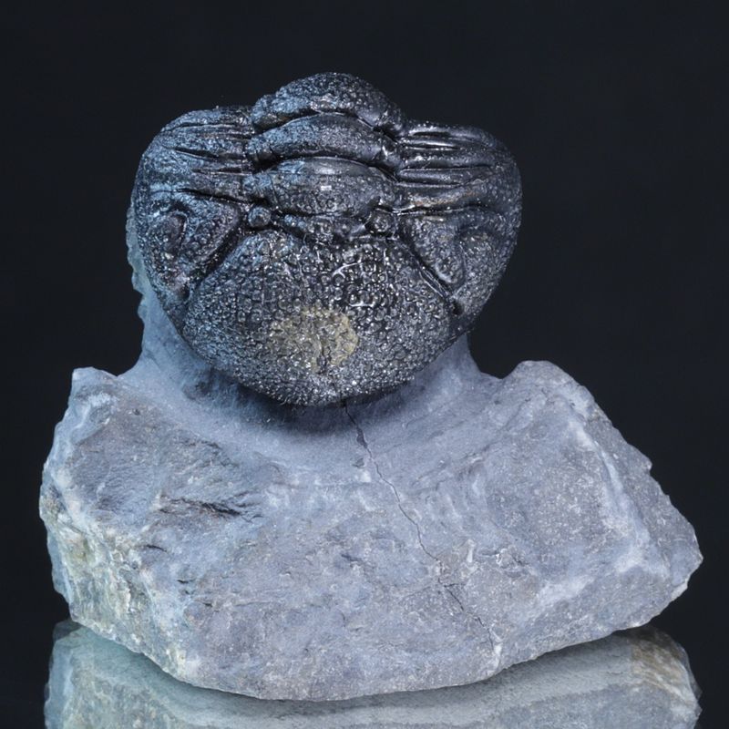 Trilobitt (Morocops forteyi)