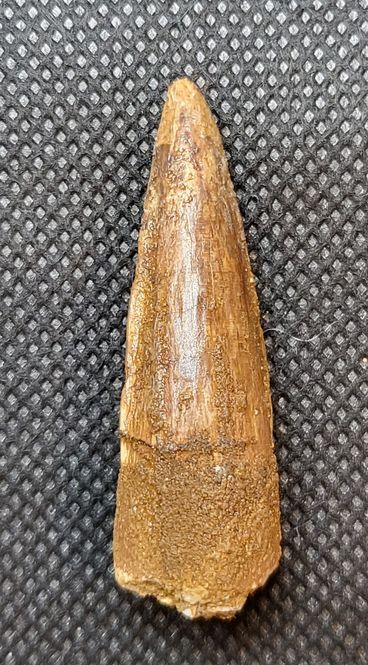 Hovedbilde Spinosaurustann (4,3 cm)