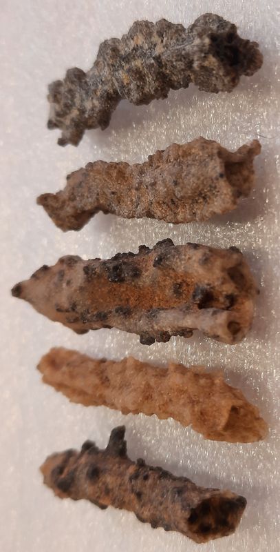 Fulguritt (stein laget av lynnedslag i sand), Egypt (3,5-4 cm)