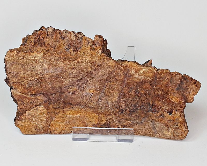 Edmontosaurus, underkjevedel (Wyoming, USA)