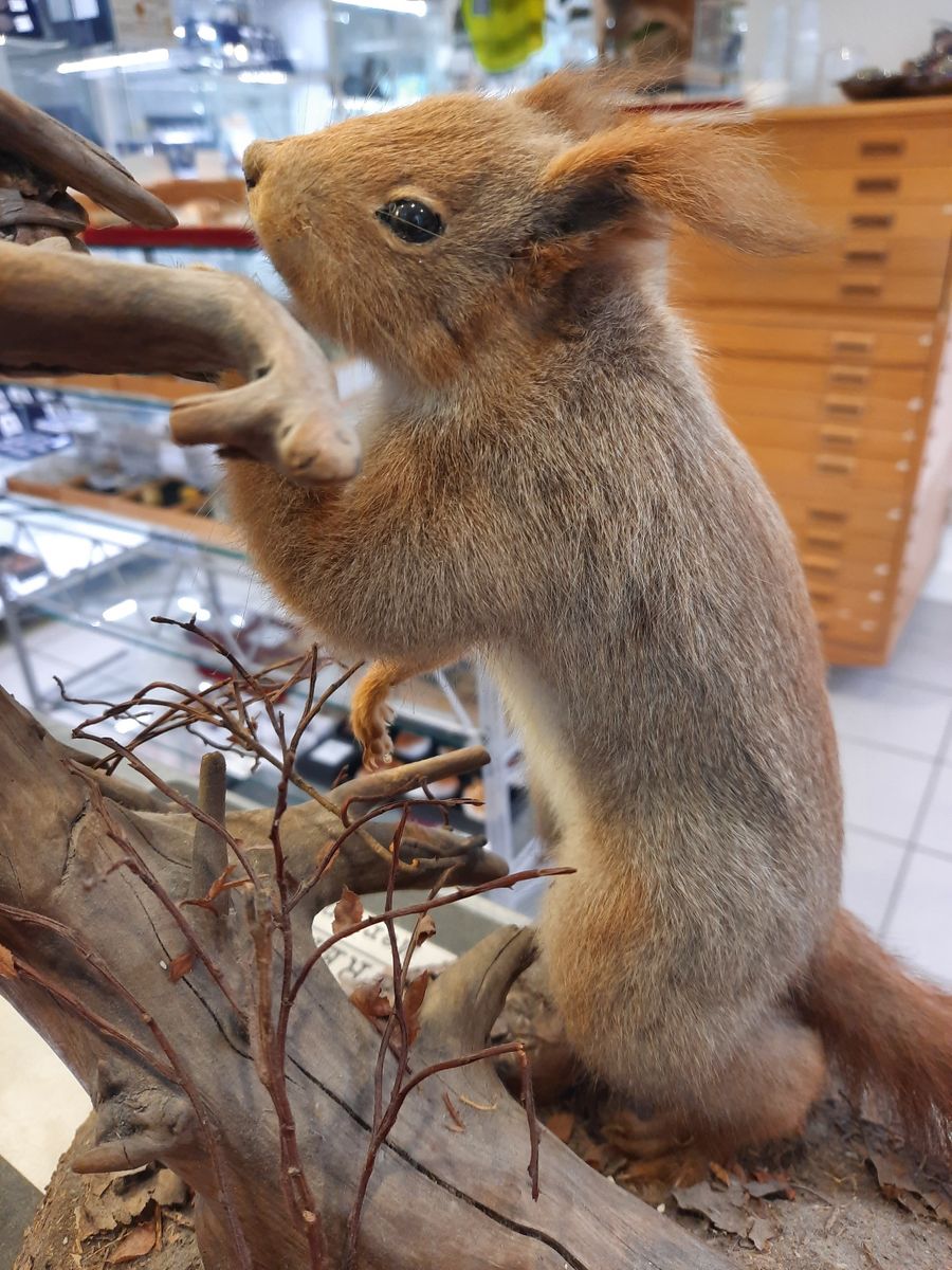 Ekorn (Sciurus vulgaris), utstoppet