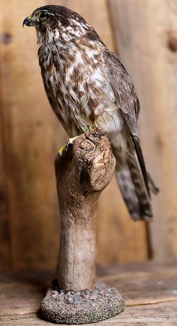 Hovedbilde Dvergfalk (Falco columbarius), utstoppet med CITES-eiersertifika