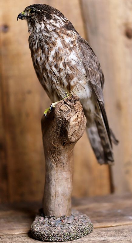 Dvergfalk (Falco columbarius), utstoppet med CITES-eiersertifika