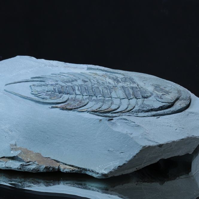 Hovedbilde Trilobitt (Neltneria termieri), nedre kambrium