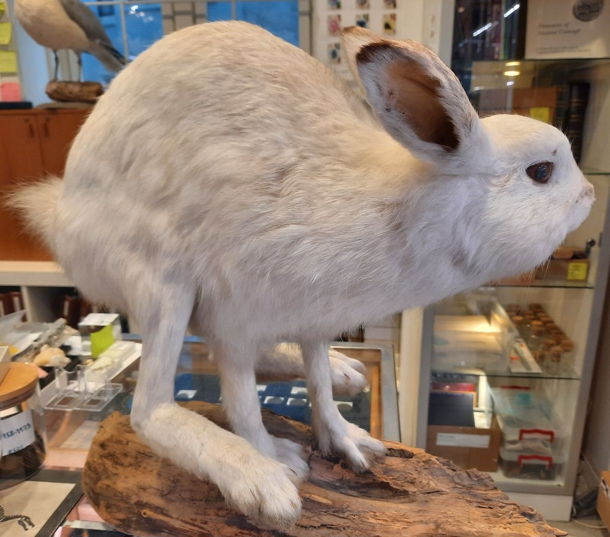 RESERVERT! Hare (Lepus timidus), utstoppet