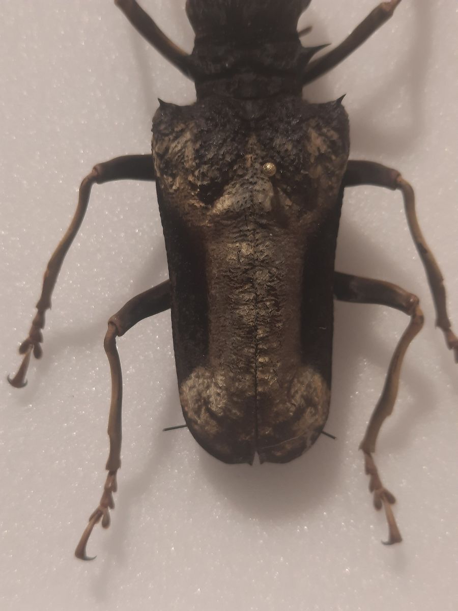 Diger trebukk (Petrognatha gigas), hann