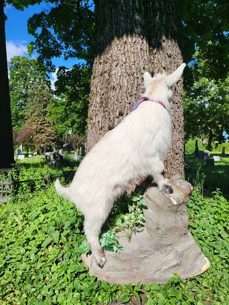 Hovedbilde Utstoppet geitekilling (Capra hircus)