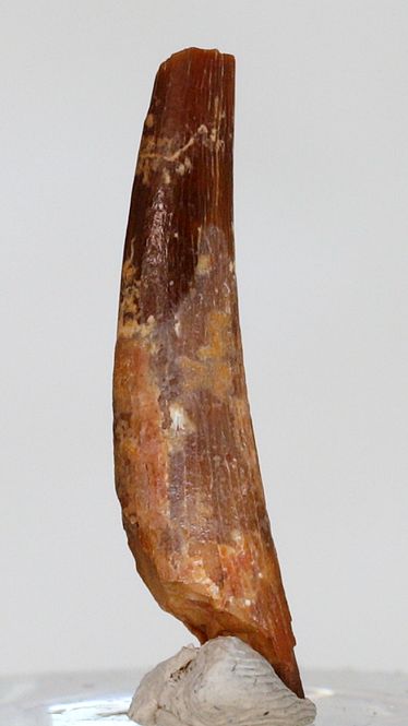 Hovedbilde Tann av flygeøgle (pterosaur)