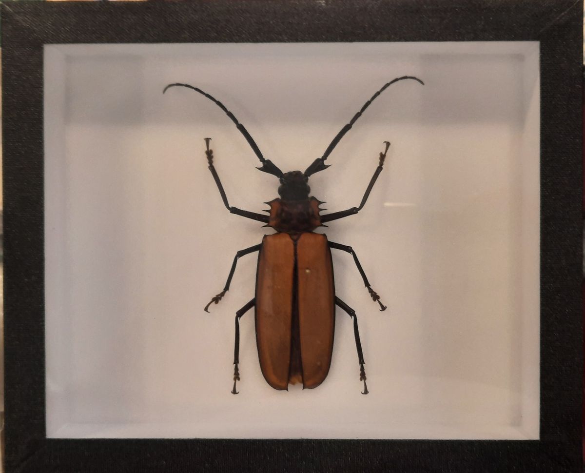 Kjempetrebukk (Enoplocerus armillatus) i ramme