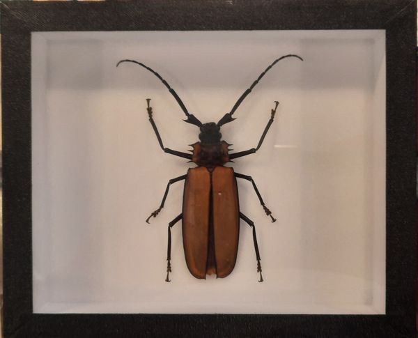 Hovedbilde Kjempetrebukk (Enoplocerus armillatus) i ramme