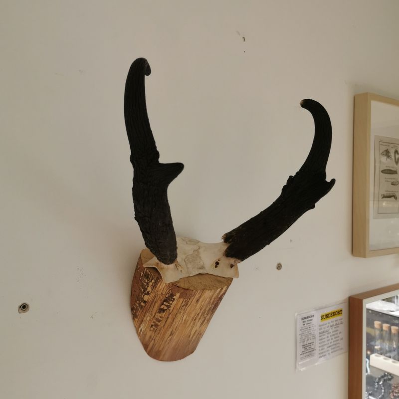Gaffelantilope, horn (Antilocapra americana)