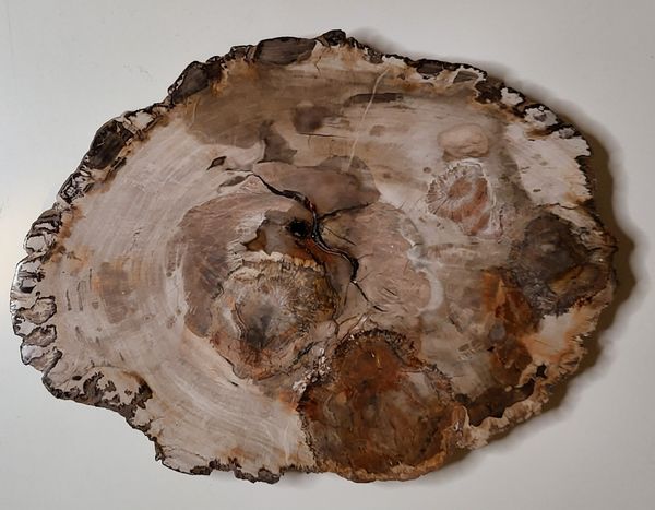Hovedbilde Skive av fossilt tre, Madagaskar (25 cm), ca. 225 mill. år