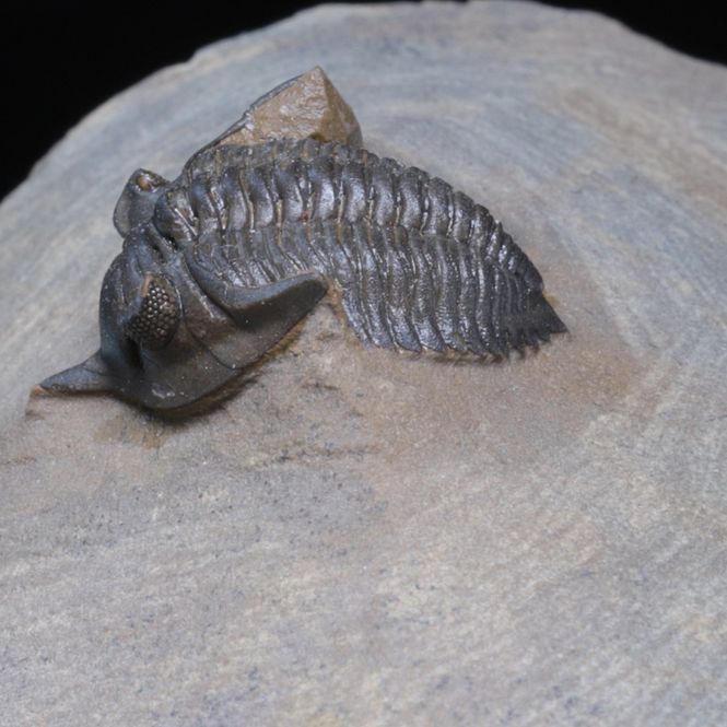 Hovedbilde  Trilobitt Pseudocryphaeus (Cryphina) sp., 410 mill. år