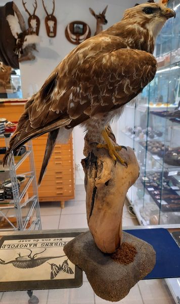 Hovedbilde Musvåk (Buteo buteo), utstoppet
