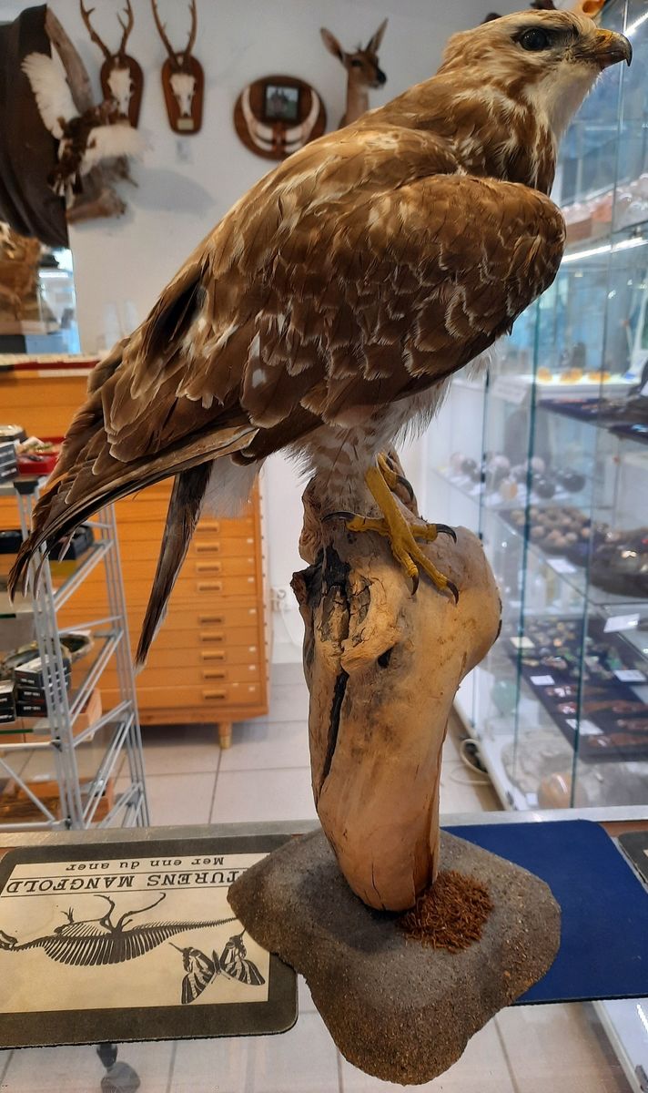 Musvåk (Buteo buteo), utstoppet