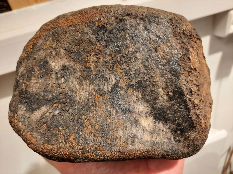 Ryggvirvel av iguanodontid (ca. 130 mill år)
