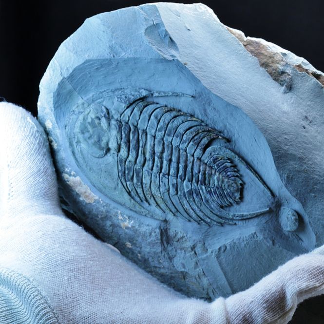 Hovedbilde Trilobitt (Neltneria termieri), nedre kambrium