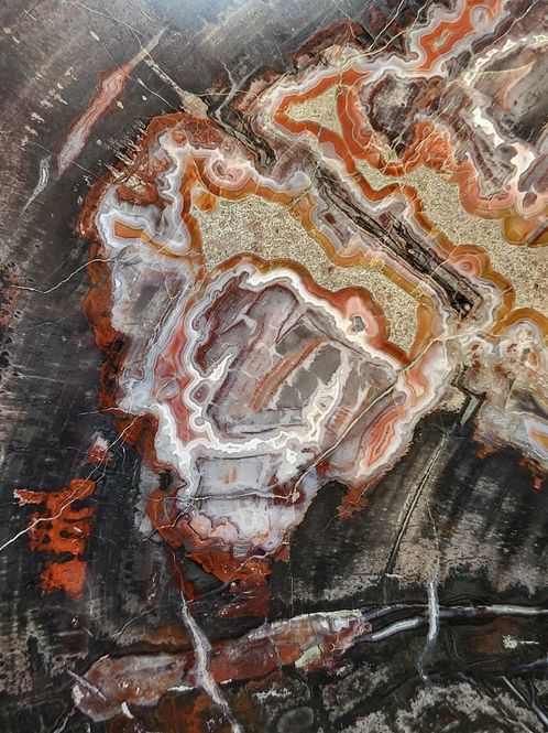 Hovedbilde Skive av fossilt bartre (konifer) fra triasperioden