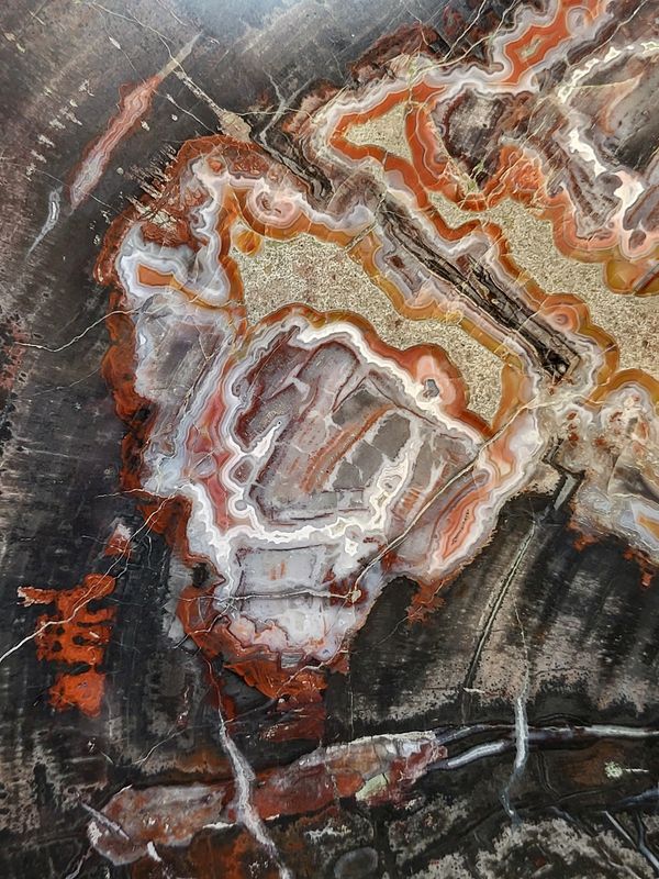 Skive av fossilt bartre (konifer) fra triasperioden