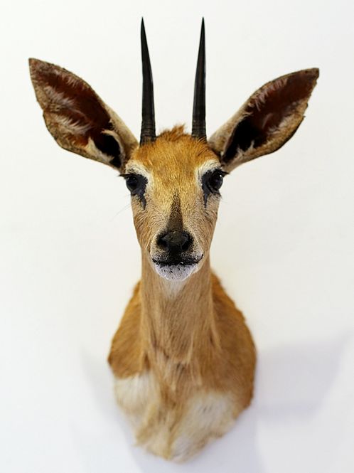 Hovedbilde Steenbok (Raphicerus campestris), hann, utstoppet