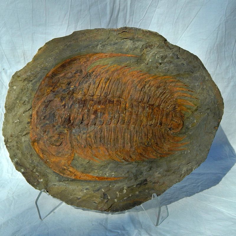 Kjempetrilobitt (Acaparadoxides briareus)