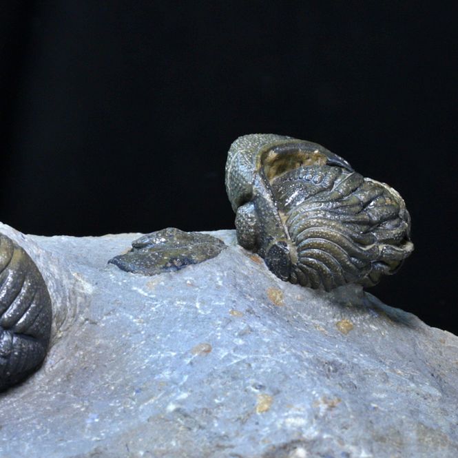 Hovedbilde Trilobitter (Morocops forteyi), flere individer, 400 mill. år