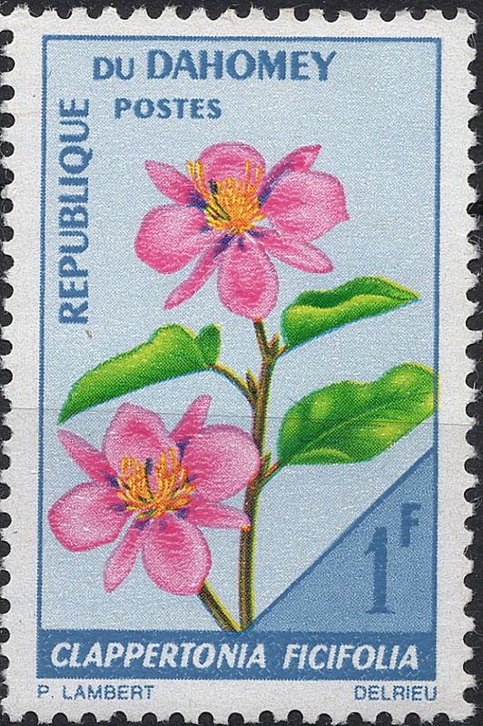 Blomster og planter, Afrika
