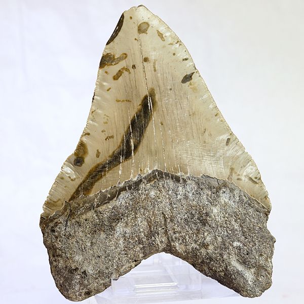 Hovedbilde Megalodon-tann (13,2 cm), South Carolina, USA