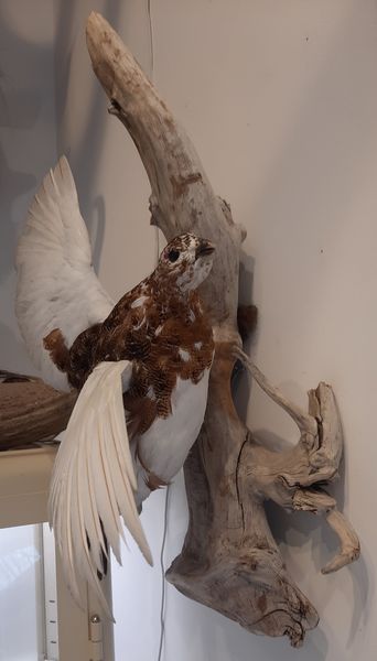 Hovedbilde  Lirype (Lagopus lagopus), utstoppet, veggmontasje