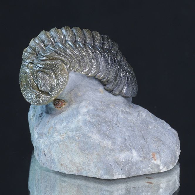 Hovedbilde Trilobitt (Morocops forteyi)