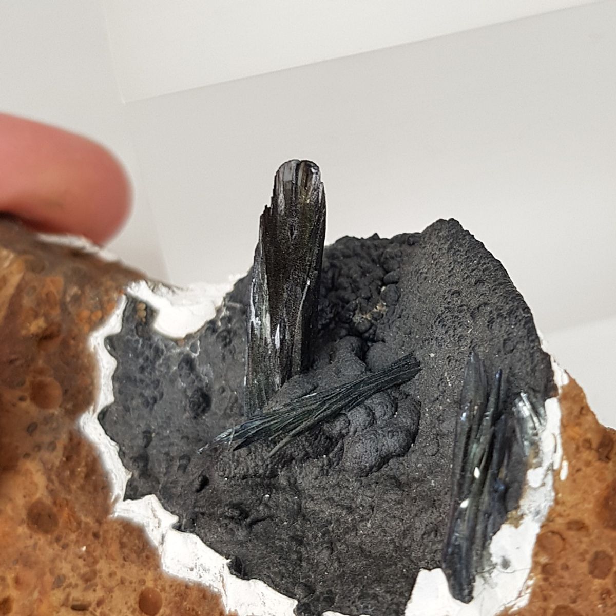 Vivianitt i et fossilt skjell (Kertsj)