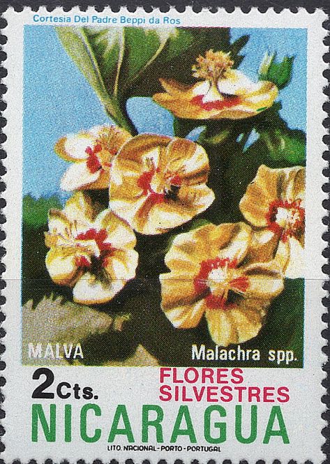 Hovedbilde Blomster og planter, Sør-Amerika