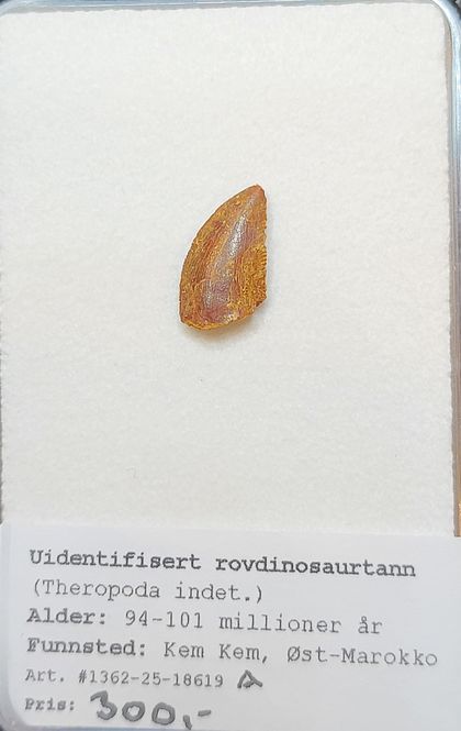Hovedbilde Uidentifisert rovdinosaurtann (94-101 mill år)