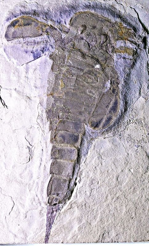 Fossil sjøskorpion (Eurypterus remipes)