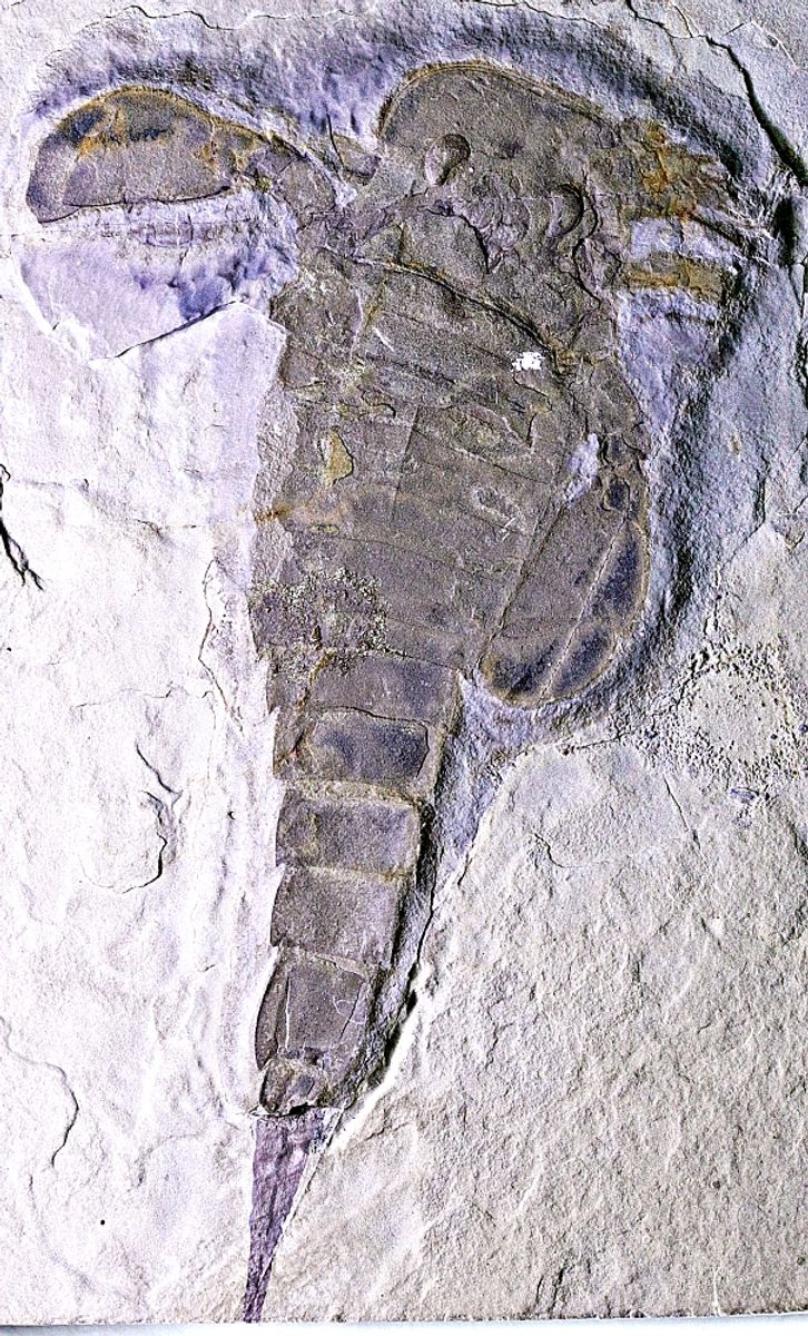 Fossil sjøskorpion (Eurypterus remipes)