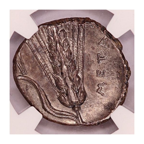Hovedbilde Metapont, didrakme, 330-280 f.Kr.